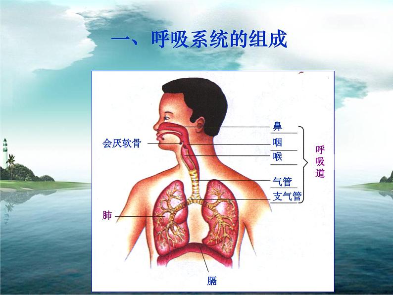 人教版七下生物 3.1呼吸道对空气的处理 课件08