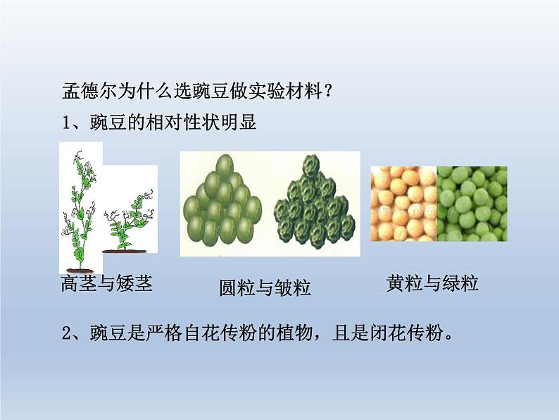 人教版八下生物 7.2.3基因的显性和隐性 课件08