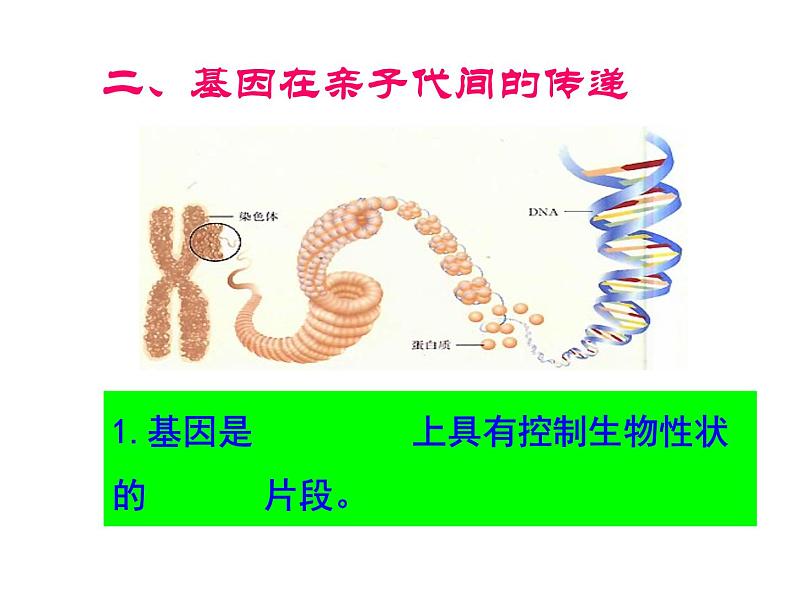 人教版八下生物 7.2.5生物的变异 课件07