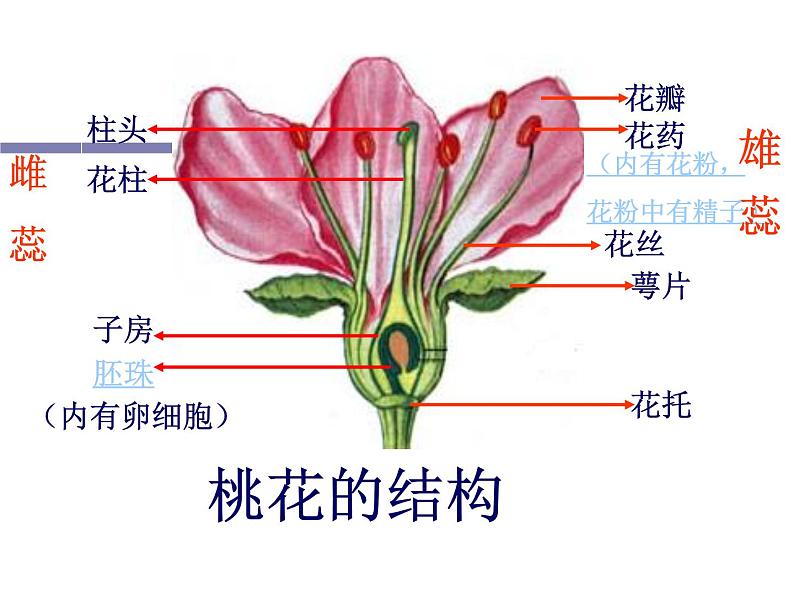 人教版八下生物 7.1.1植物的生殖 课件07