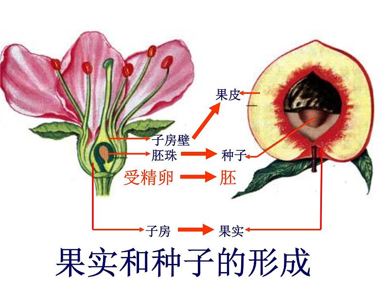 人教版八下生物 7.1.1植物的生殖 课件08