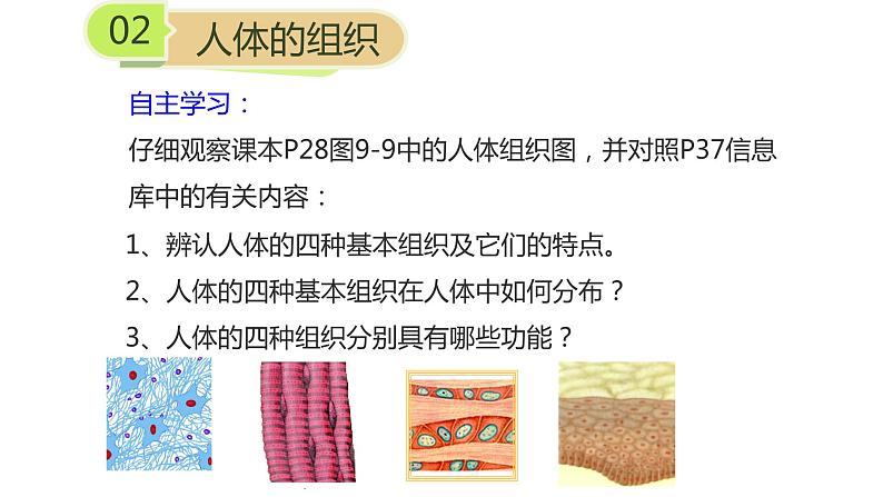 苏科版七下生物 9.2 人体的组成 课件03