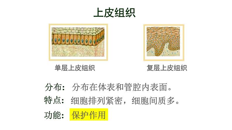 苏科版七下生物 9.2 人体的组成 课件04