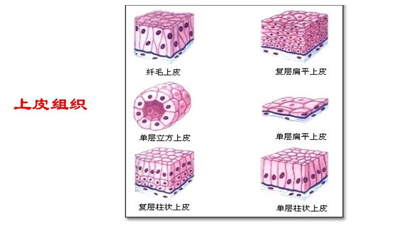苏科版七下生物 9.2 人体的组成 课件05