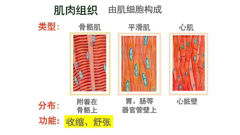 苏科版七下生物 9.2 人体的组成 课件06