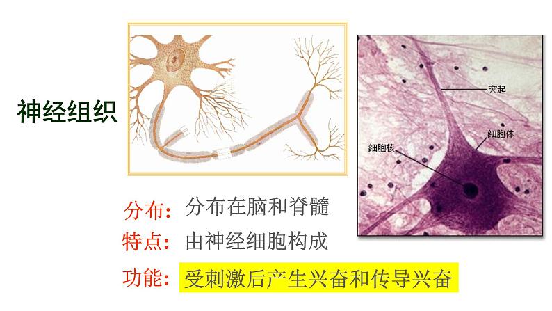 苏科版七下生物 9.2 人体的组成 课件07