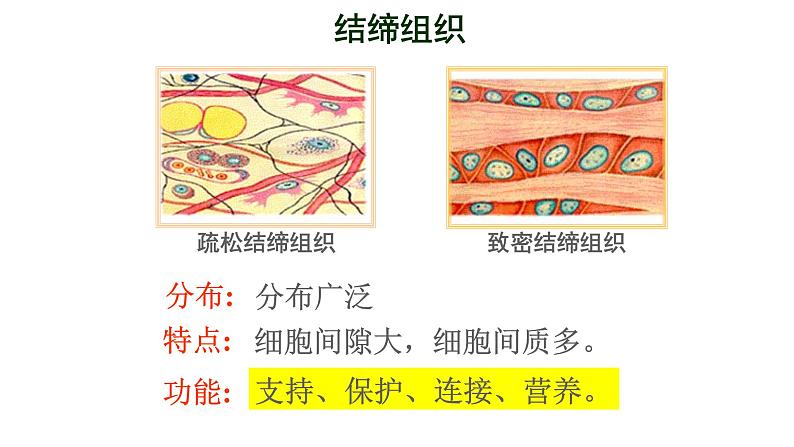 苏科版七下生物 9.2 人体的组成 课件08