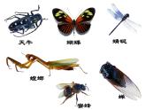 苏科版七下生物 12.2 昆虫 课件