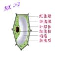 苏科版七下生物 9.1 植物体的组成 课件