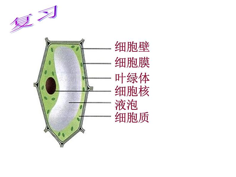 苏科版七下生物 9.1 植物体的组成 课件第2页