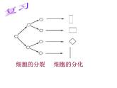 苏科版七下生物 9.1 植物体的组成 课件