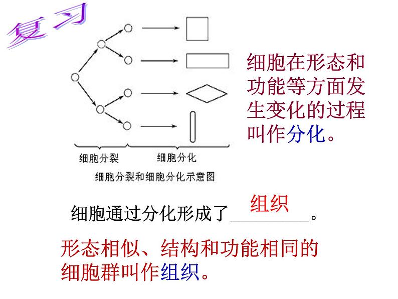 苏科版七下生物 9.1 植物体的组成 课件第4页