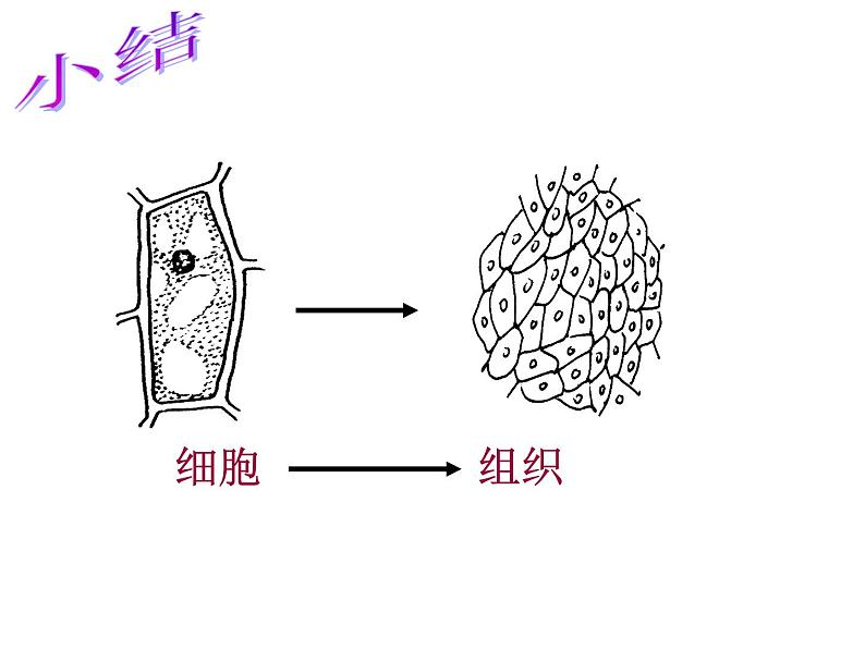 苏科版七下生物 9.1 植物体的组成 课件第5页