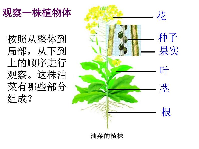 苏科版七下生物 9.1 植物体的组成 课件第6页