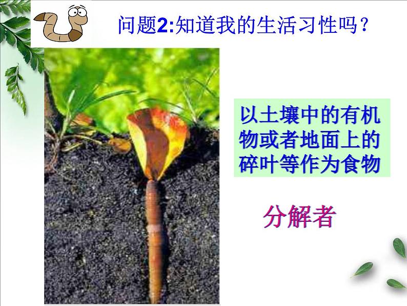 苏科版七下生物 13.1 土壤里的小动物 课件06