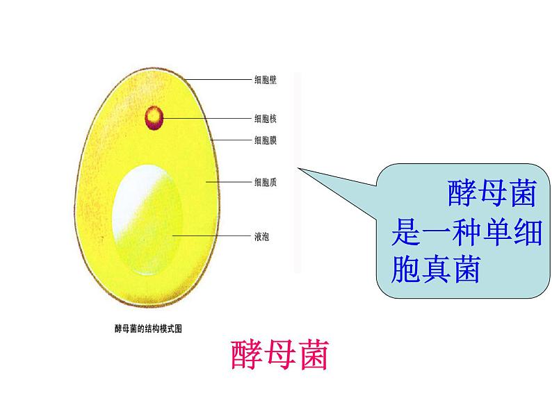 苏科版七下生物 9.3 单细胞的生物体 课件03