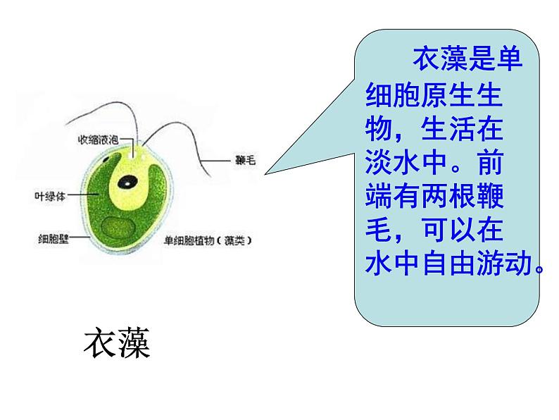 苏科版七下生物 9.3 单细胞的生物体 课件04