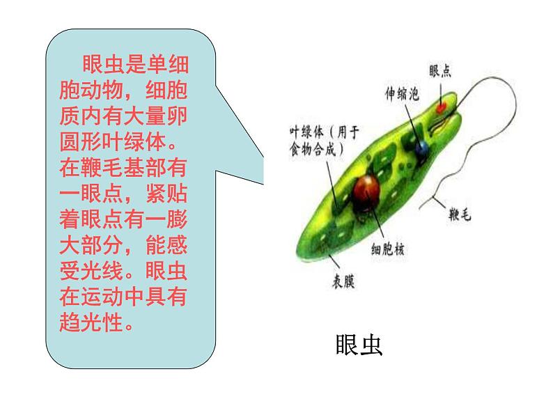 苏科版七下生物 9.3 单细胞的生物体 课件05