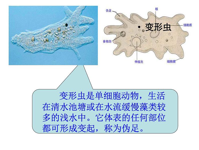 苏科版七下生物 9.3 单细胞的生物体 课件06