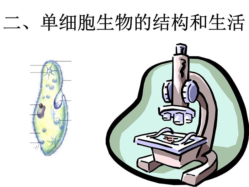 苏科版七下生物 9.3 单细胞的生物体 课件08