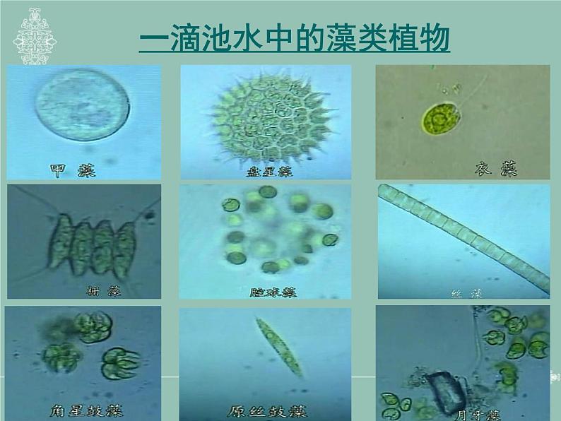 苏科版七下生物 10.2 水中的藻类植物 课件第3页