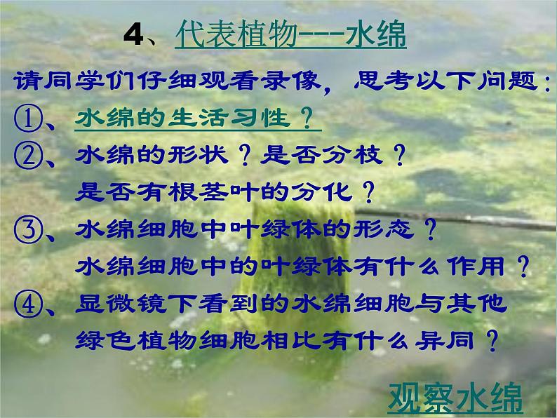 苏科版七下生物 10.2 水中的藻类植物 课件第7页