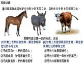 1.1.1生物的特征课件PPT