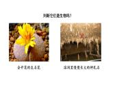 1.1.1生物的特征课件PPT