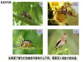 1.1.2调查周边环境中的生物课件PPT