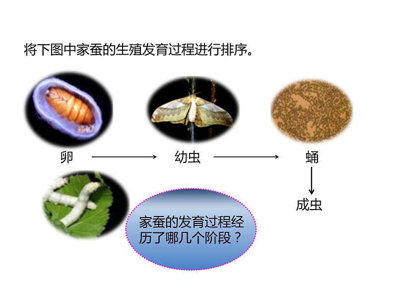 冀教版八下生物 6.1.2动物的生殖发育 课件04