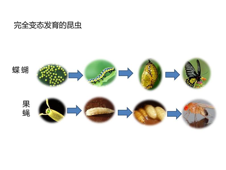 冀教版八下生物 6.1.2动物的生殖发育 课件08