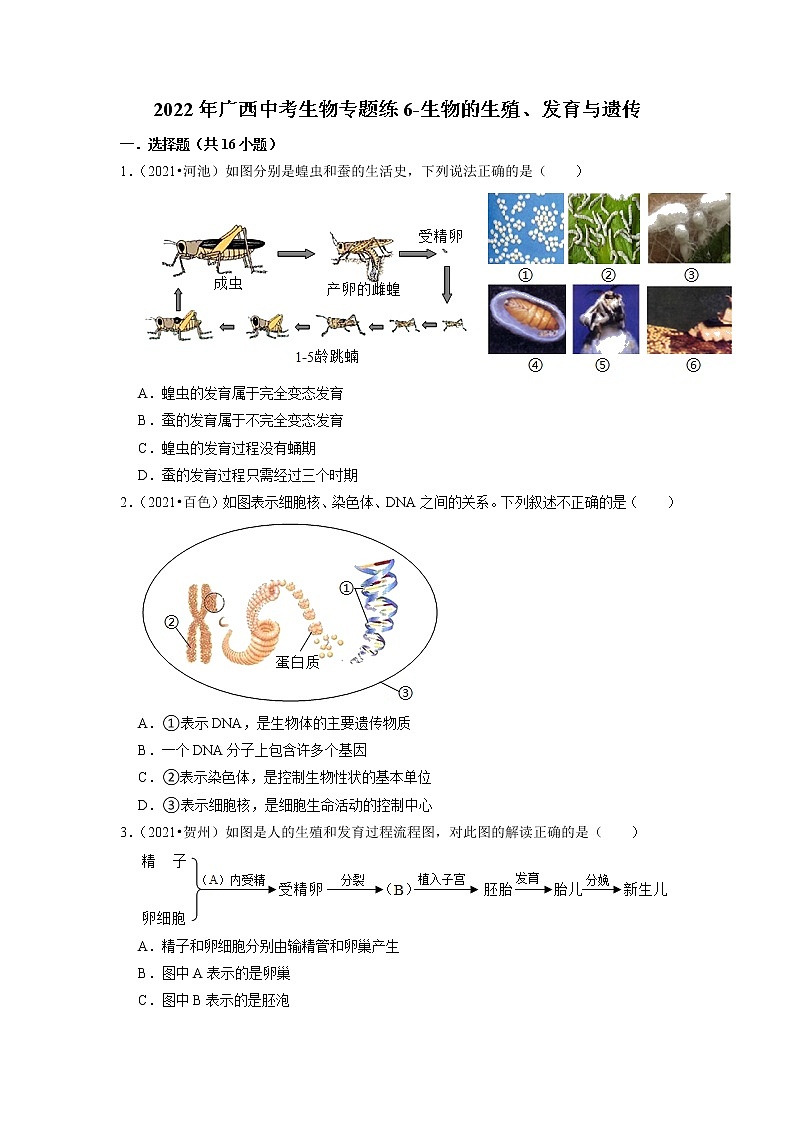 2022年广西中考生物二轮专题练6-生物的生殖、发育与遗传（有答案）01