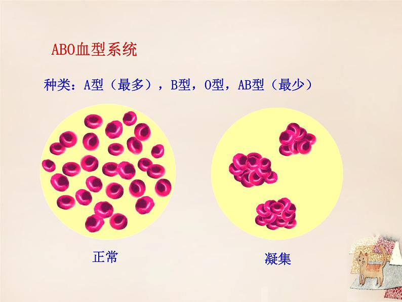 北京版七下生物 5.2.2 血量血型 课件06