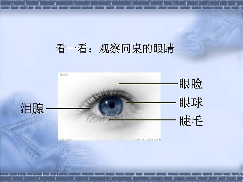 北师大版七下生物 12.2感受器和感受器官 课件第2页