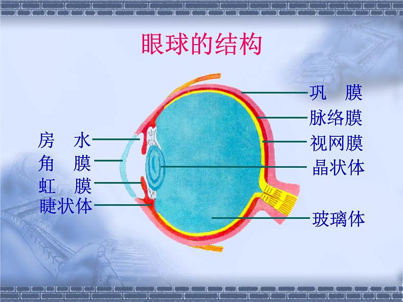 北师大版七下生物 12.2感受器和感受器官 课件第3页