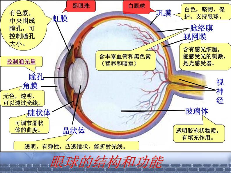 北师大版七下生物 12.2感受器和感受器官 课件第4页