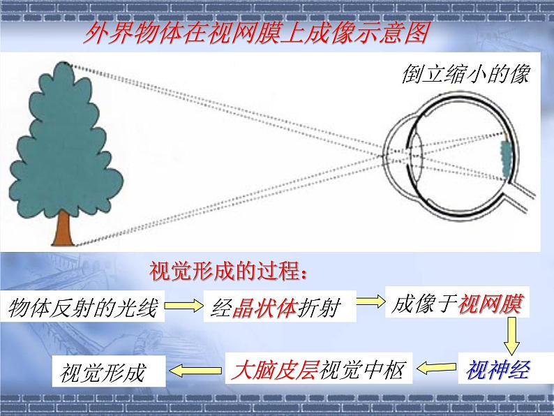 北师大版七下生物 12.2感受器和感受器官 课件第7页