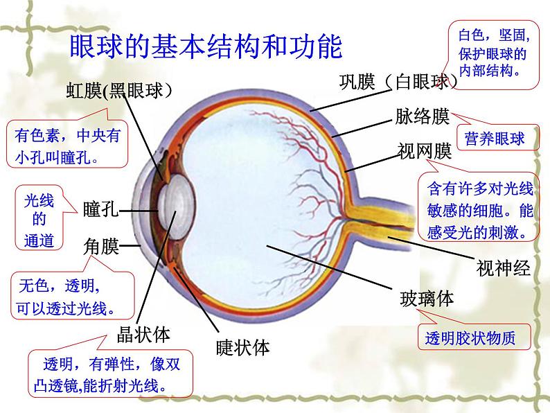 鲁科版（五四学制）生物七年级下册 4.1.1人体对外界环境的感知 课件第4页