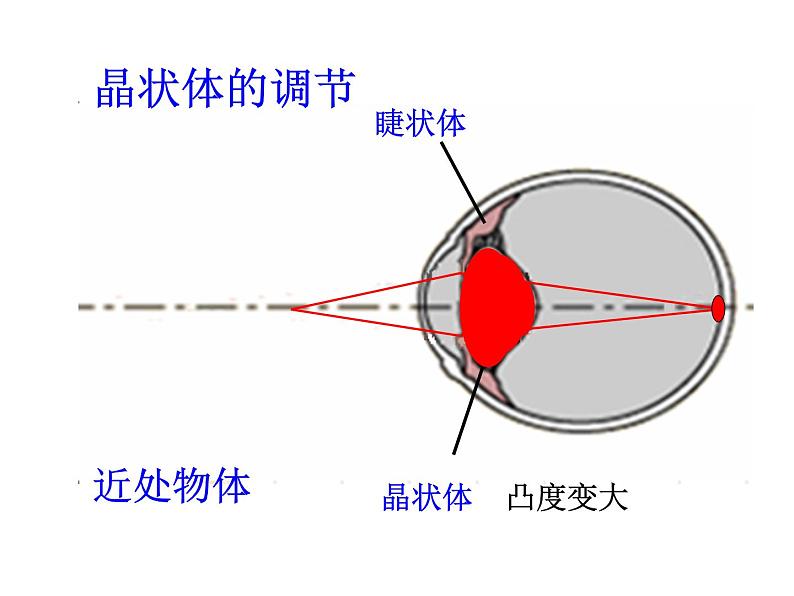 鲁科版（五四学制）生物七年级下册 4.1.1人体对外界环境的感知 课件第7页