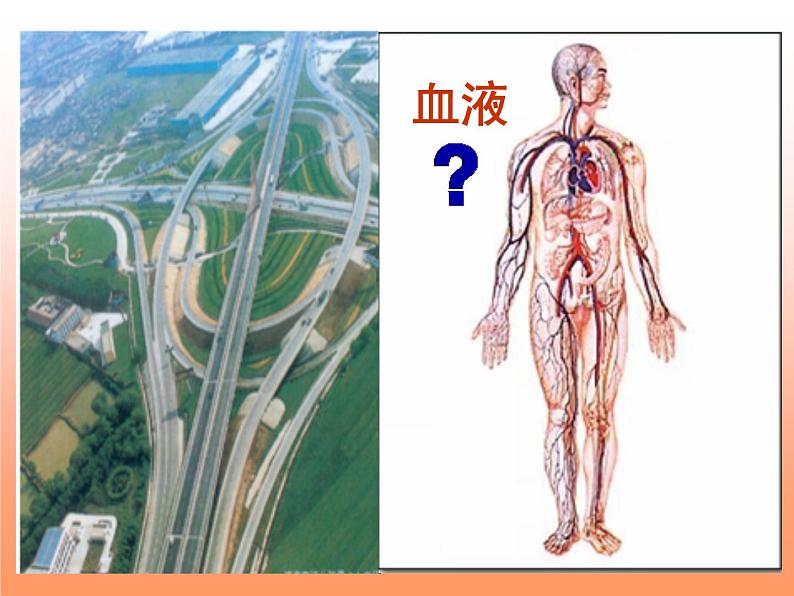 京改版生物七年级下册 5.2.1 血液  课件01