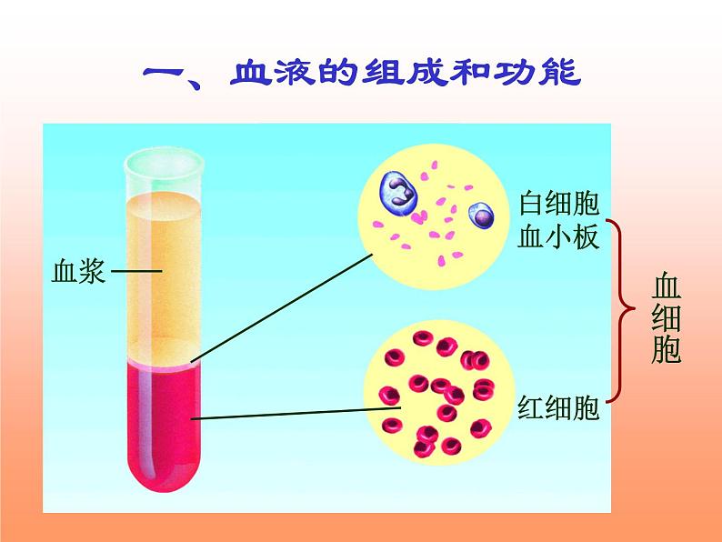 京改版生物七年级下册 5.2.1 血液  课件04