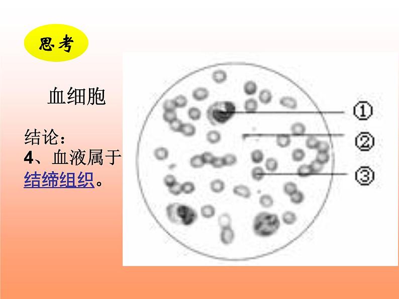 京改版生物七年级下册 5.2.1 血液  课件06