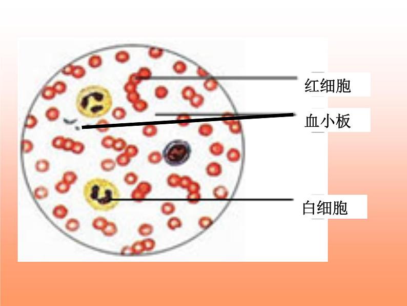 京改版生物七年级下册 5.2.1 血液  课件07
