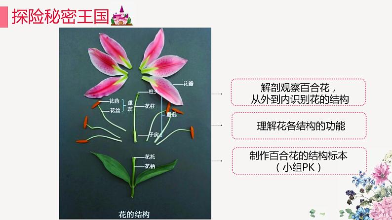 初中生物沪教版八下《解剖并观察花和果实的结构》课件第8页