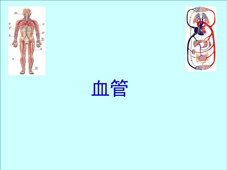 北京版七下生物  5.2.3 血管 课件第1页