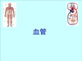 北京版七下生物  5.2.3 血管 课件