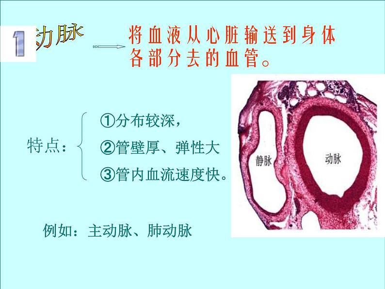 北京版七下生物  5.2.3 血管 课件第3页