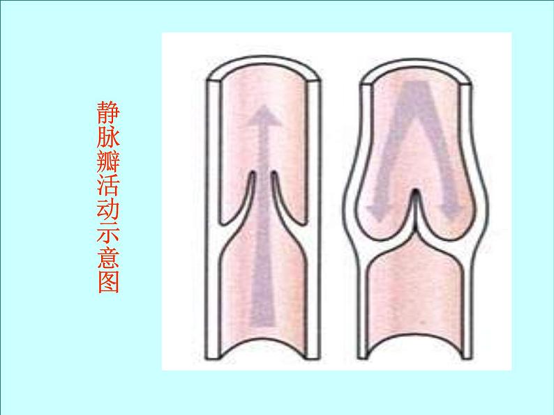 北京版七下生物  5.2.3 血管 课件第5页