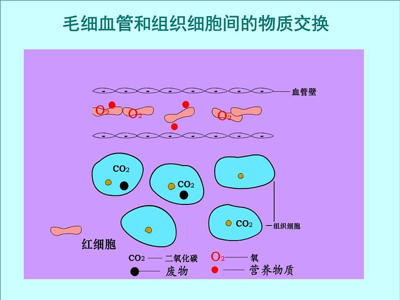 北京版七下生物  5.2.3 血管 课件第7页