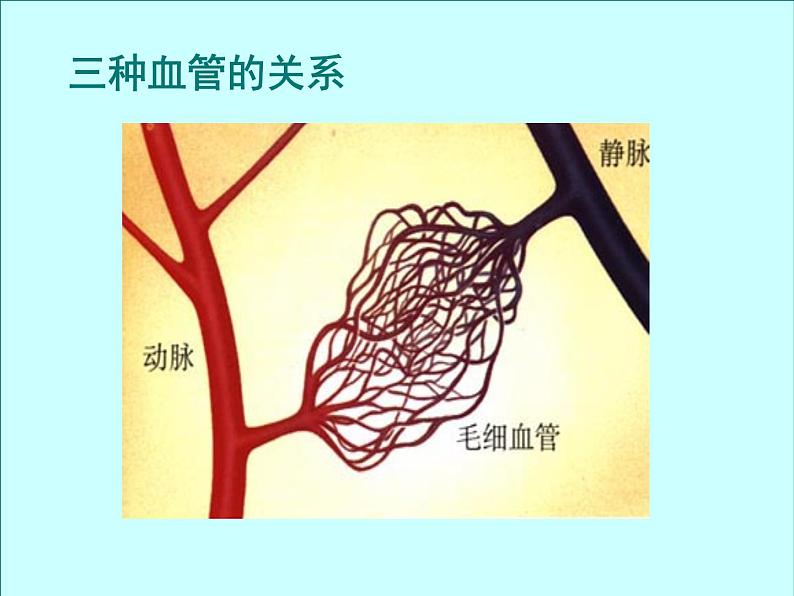 北京版七下生物  5.2.3 血管 课件第8页